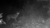 Hunter checks trail camera in New York, spots unusually tall, lean, and athletic coyote