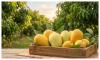 Mango growers suffer heavy losses as exports fall and climate takes its toll