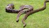 Giant python spends 2 hours swallowing a larger python in Bangladesh, a first on record