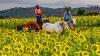 From Sunflower Fields to Bandipur Safari: Why Gundlupet Should Be on Your Travel Bucket List