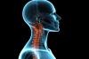 <![CDATA[Goal-Based Nutrition Support May Not Limit Muscle Loss in Esophageal Cancer]]>