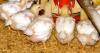 Arkansas poultry companies reach $44 million settlement with Oklahoma