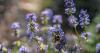 International pollinator conference brings global researchers to Montana State