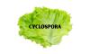 Georgia Health Officials Urge Caution as Cyclospora, ‘Explosive diarrhea’ Parasite Cases Rise During Peak Summer Season
