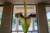Two rare ‘corpse flowers’ are blooming simultaneously at this SoCal garden 30 min from L.A. — home to North America’s largest collection of these pungent giants