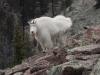 Hiking in high elevation? Here’s what to do if you run into a mountain goat