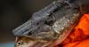 Climate change is helping an invasive predator wreak havoc on iconic Alaska fish