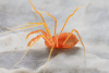 Citizen Science Doubled a 90-Year Record in Two Days, Revealing Why Animal Fathers Evolved