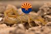 Arizona Bark Scorpion Facts That Might Surprise You