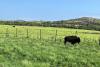 Oklahoma Has Wild Bison Too, And They Can Charge Without Warning