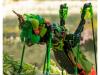 Utah museum challenges LEGO builders to create a bug from scratch