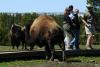 Yellowstone Bison Gores Tourist: Understanding the Medical Risks of Wildlife Attacks and Emergency Treatment