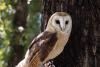 Climate change is pushing owls to hunt different prey