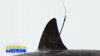 Shark fin trade declines in EU as Brussels mulls total ban
