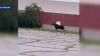 Moose spotted trotting through New Hampshire mall parking lot