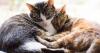 Cheyenne Animal Shelter and partners to host 3rd annual pet health fair