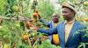 Mzimba farmers advised to embrace green house tech