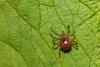 Arkansas Advocate: Tick season appears worse than usual, state public health veterinarian says