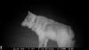 Wolf killed would have kept preying on livestock, Colorado agency says