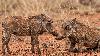 Wildlife authorities seize two warthogs from captivity in Juba