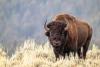 Video: Yellowstone Bison Goes Berserk, Flips Tourist High in the Air