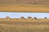 Advanced tech boosts wildlife conservation