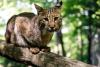 W.Va. Wildlife Center rendezvous celebration returns with history, native wildlife