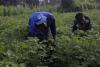 How Rwanda's fertiliser subsidy scheme works