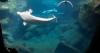 Remaining beluga whales at Canada’s Marineland to find new homes in U.S.