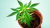 Cannabis shown to ease confused and agitated dementia patients ‘with 90% positive results’
