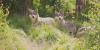 Parks and Wildlife lethally removes uncollared gray wolf in Routt County