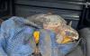Georgia volunteer spots 250-pound loggerhead deep in marsh, setting off hourslong rescue