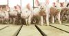 Canada's pork industry launches the Pork Research Hub