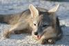 Mexico's long-lost Cozumel fox is found alive, with the first photos ever recorded