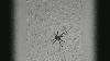 Missouri officials say brown recluse activity rises in early summer mating season