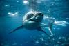 Rhode Island researchers film what may be first great white in state waters, feeding on whale