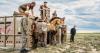 Two rare and endangered horses born in Hampshire reintroduced to the wild