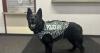 University of Montana receives new grant to protect police K9 with body armor