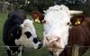 New Zealand study finds nitrates in drinking water may cause 120 premature births a year