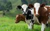 States Want Transparent Laws Around Animal Agriculture. A Fight in Congress Could Derail That.