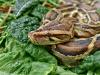Publisher's Platform: We made the everglades a python buffet -- we’re doing the same thing to the salad bar