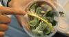 In the Field: Yuma researchers fight resurgence of destructive crop pest