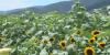 Second annual Virginia Sunflower Fest in bloom, to open at Chiswell Farm and Winery