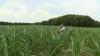 Corn production under strain: Drought threatens crops and winter feed supplies in Luxembourg