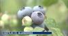 NC State scientists solve mystery behind beetle damaging North Carolina blueberry farms