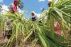 How China's poverty alleviation efforts are transforming Africa