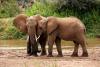 Two elephants escape Kenya's heat in a shared mud bath and deepen their bond