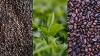 A new FAO report examines how shocks affect global coffee, cocoa and tea markets and outlines policy options to address structural vulnerabilities