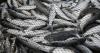 Fishing venture reels in jobs and hope