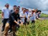 Sarawak’s first perennial paddy trial in Kuala Baram set for August harvest